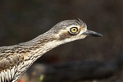 Bush Thick-knee